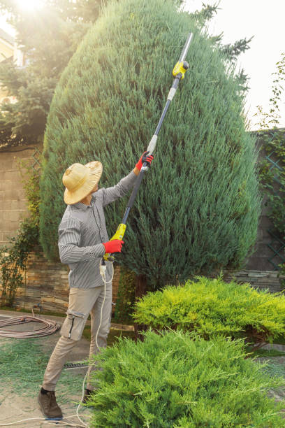 Best Lawn Pest Prevention  in New Holstein, WI